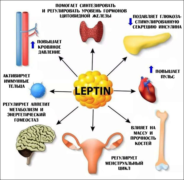 Функции лептина