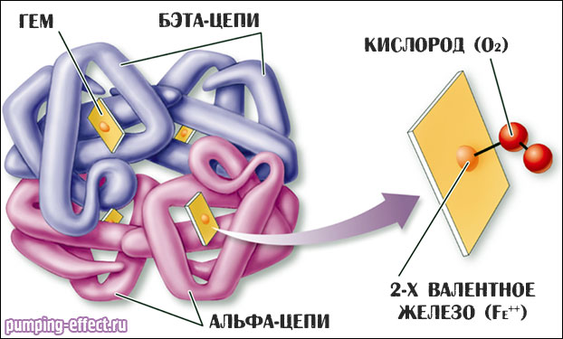 Строение гема