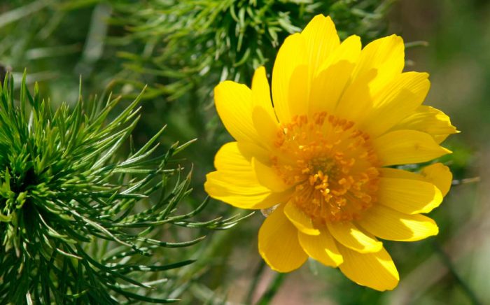 Адонис весенний (Adonis vernalis)