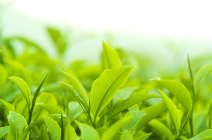 зеленый чай при гастрите с повышенной кислотностью