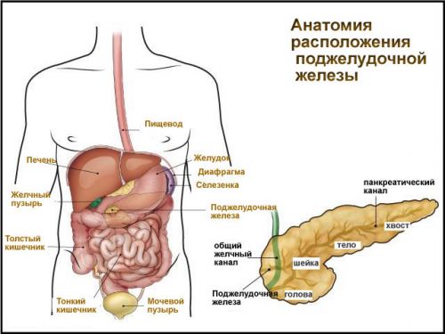 Схема расположения поджелудочной железы