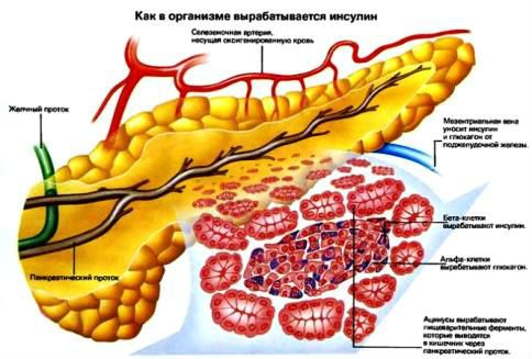 Строение поджелудочной железы