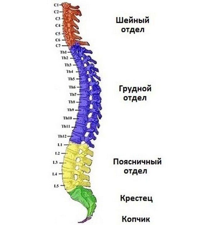 Всего в позвоночнике 5 отделов, в каждом из которых может возникнуть межпозвоночная грыжа