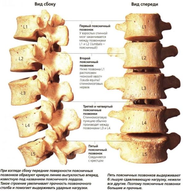Поясничный отдел позвоночного канала считается самым крепким, так как ежедневно он подвергается большим нагрузкам