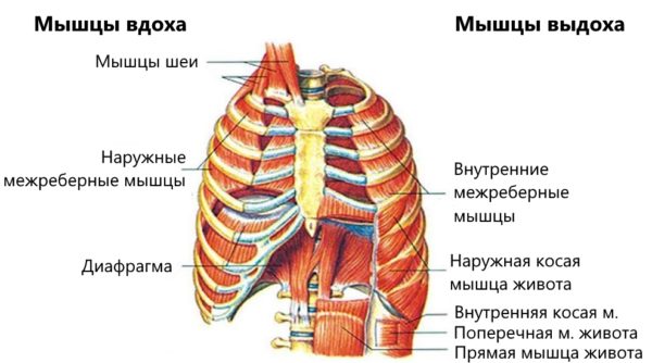 Мышцы вдоха и мышцы выдоха