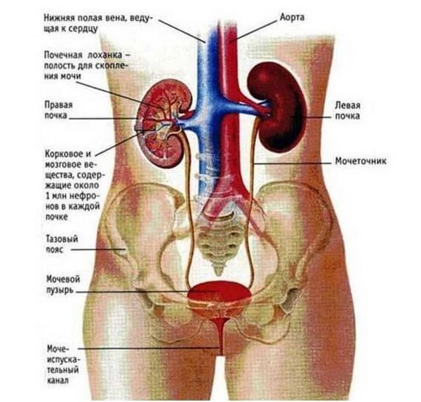 В поясничной области находятся внутренние органы, патологии которых могут вызвать боль в пояснице