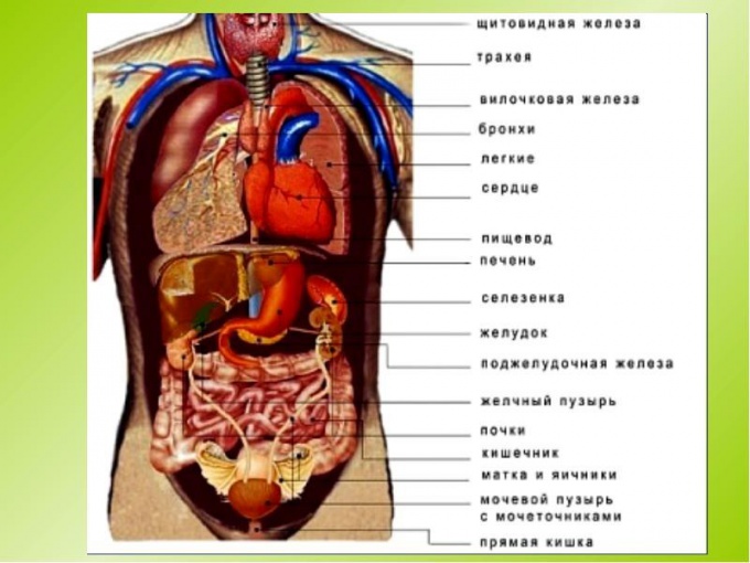 схема расположения внутренних органов человека