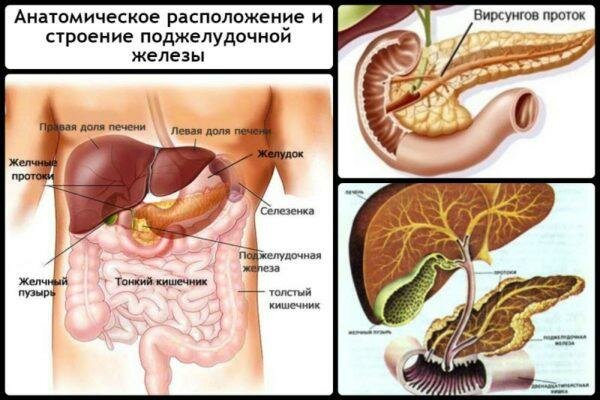 Анатомическое расположение и строение поджелудочной железы