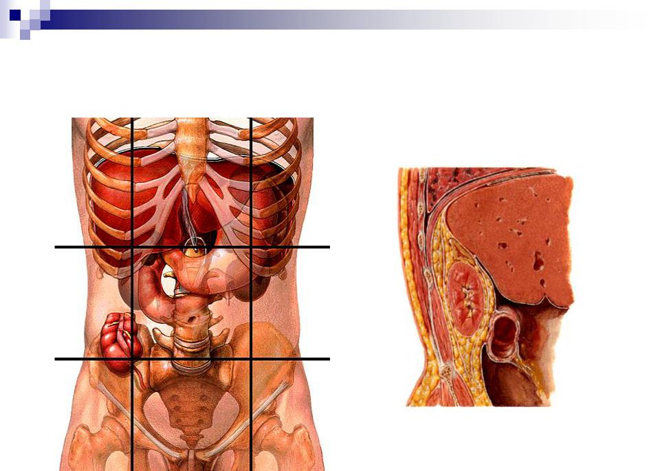 Где находятся почки и печень у человека. Анатомия человека почки расположение. Расположение почек спереди. Расположение органов почки. Анатомическое расположение почек у человека.