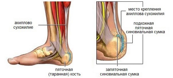 Ахиллово сухожилие