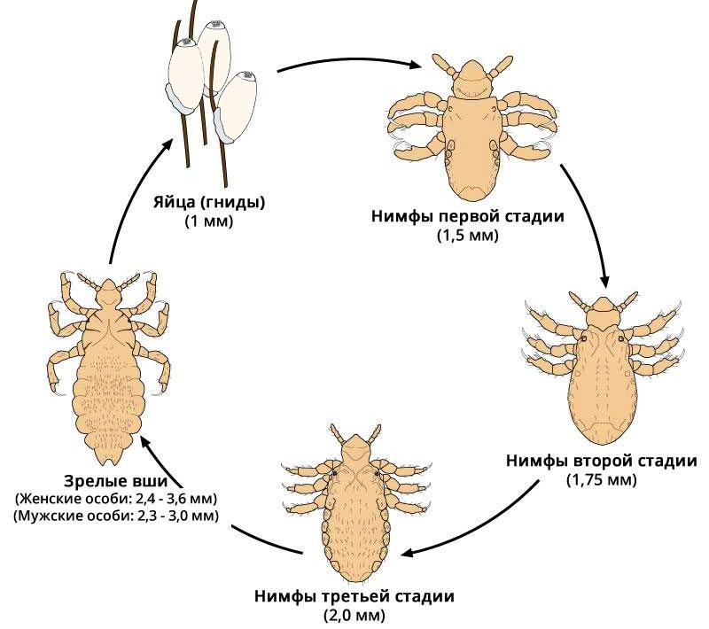 Жизненный цикл вшей - этапы развития: гнида - нимфа - вошь
