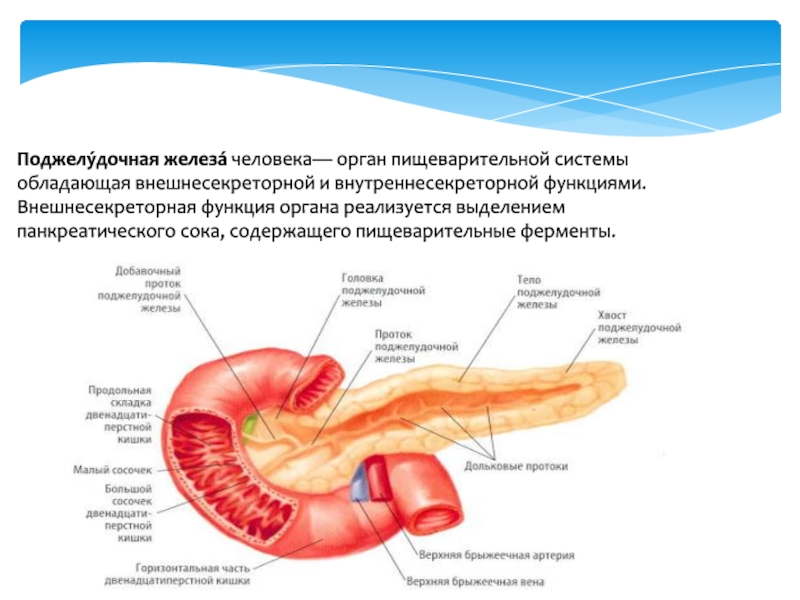 Где поджелудочная железа у человека фото и как болит симптомы женщин