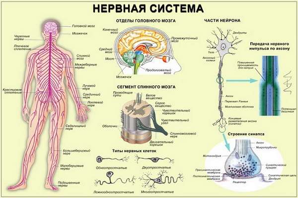 нервная система