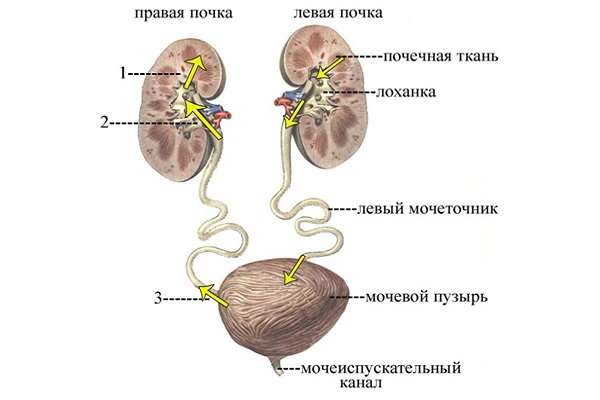 строение выводящей системы человека