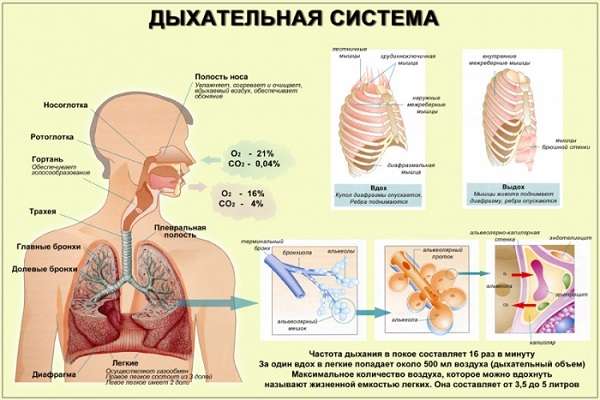 дыхательная система