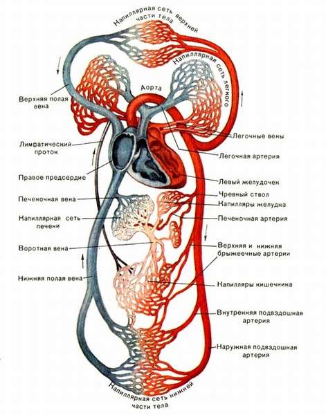 круги кровообращения