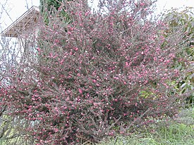 Starr 010419-0041 Leptospermum scoparium.jpg