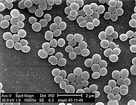 Staphylococcus aureus 01.jpg
