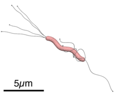 Helicobacter pylori