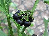 Solanum nigrum.jpeg