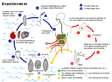Schistosoma life cycle CAT.svg