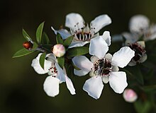 Пять-лепестки белых цветов и круглые бутоны на веточках подшипниковых короткие остроконечные листы.  Темная пчела находится в центре одного из цветов.