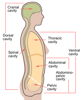 Scheme body cavities-en.svg