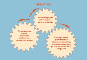 Действие пребиотиков