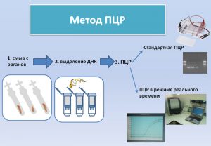 Метод ПЦР