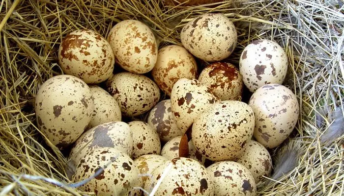 Яйца перепелов