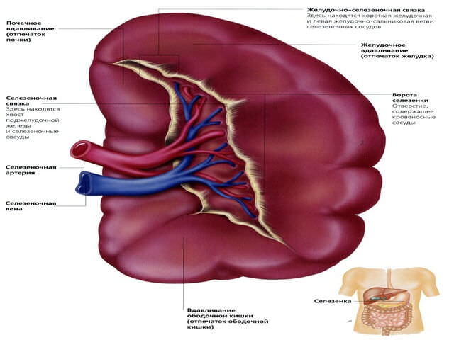 Здоровая селезенка