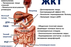 Строение-ЖКТ