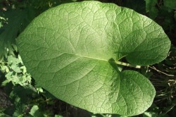 Лечение стафилококка с помощью листьев лопуха