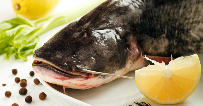 Рыба сом – характеристика продукта, как приготовить жареного, маринованного, запеченного и копченого сома?