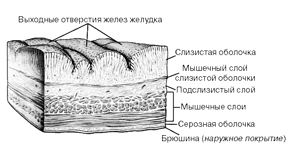 СТЕНКА ЖЕЛУДКА (схема поперечного разреза)