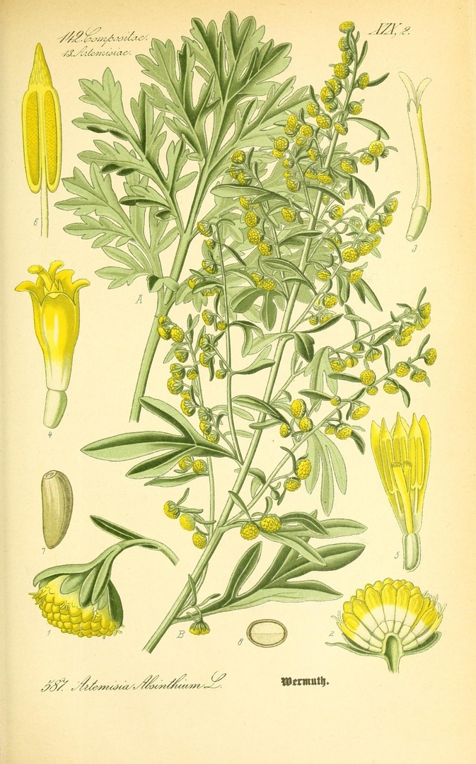 Artemisia absinthium. Flora von Deutschland, Österreich und der Schweiz, 1885