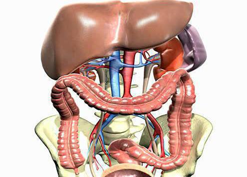 анатомия брюшной полости человека