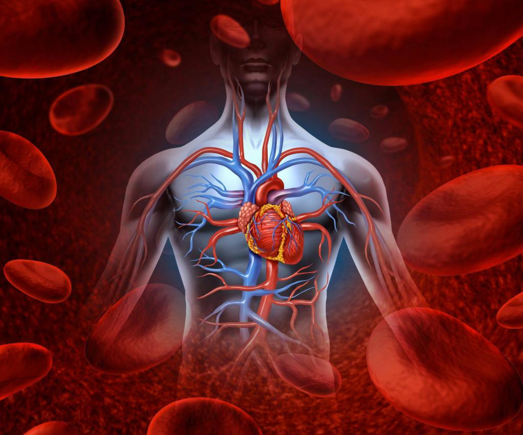 Отличия артериальной крови от венозной