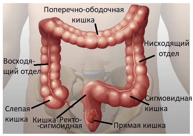 отделы ободочной кишки