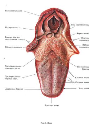 Как устроен язык у человека